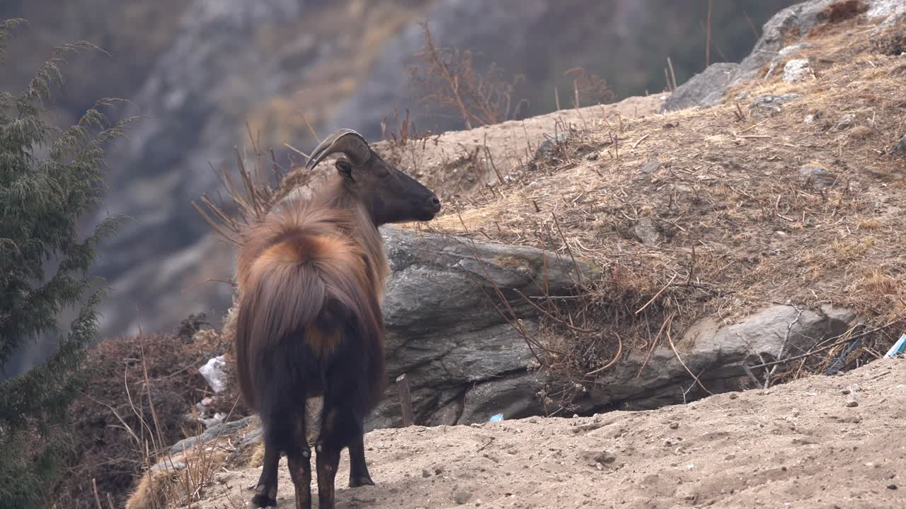 Un Tahr Himalayano che Osserva i Dintorni dal Suo Punto di Osservazione su un'Alta Sporgenza