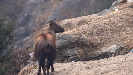 a himalayan tahr looking at its surroundings from its vantage point on a high ledge