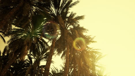 Underside-of-the-coconuts-tree-with-clear-sky-and-shiny-sun