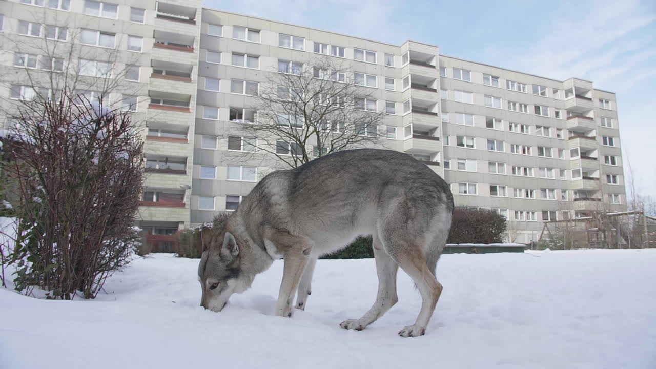 Wolf sniffing in hole of snow with building in background, urban wildlife concept