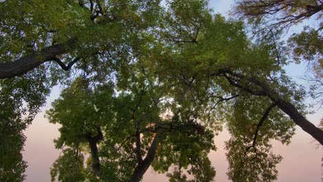 un dron flota sin esfuerzo y cerca del dosel de los árboles que oscurecen una puesta de sol colorado naranja y azul