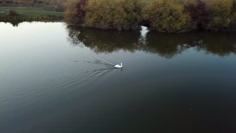 Swan on a Calm Lake