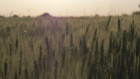 Slow-motion-medium-shot-of-wheat-during-sunset