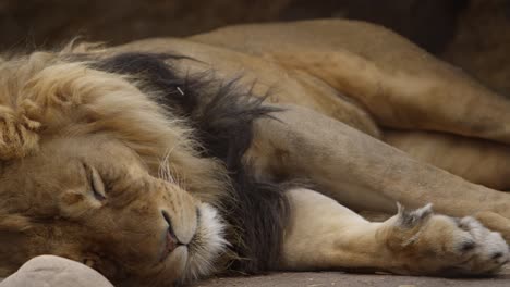 León-Macho-Durmiendo-En-La-Brisa-De-Las-Patas-A-La-Cabeza