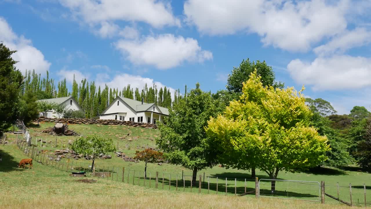 pastoral farm house on green hill with cow grazing