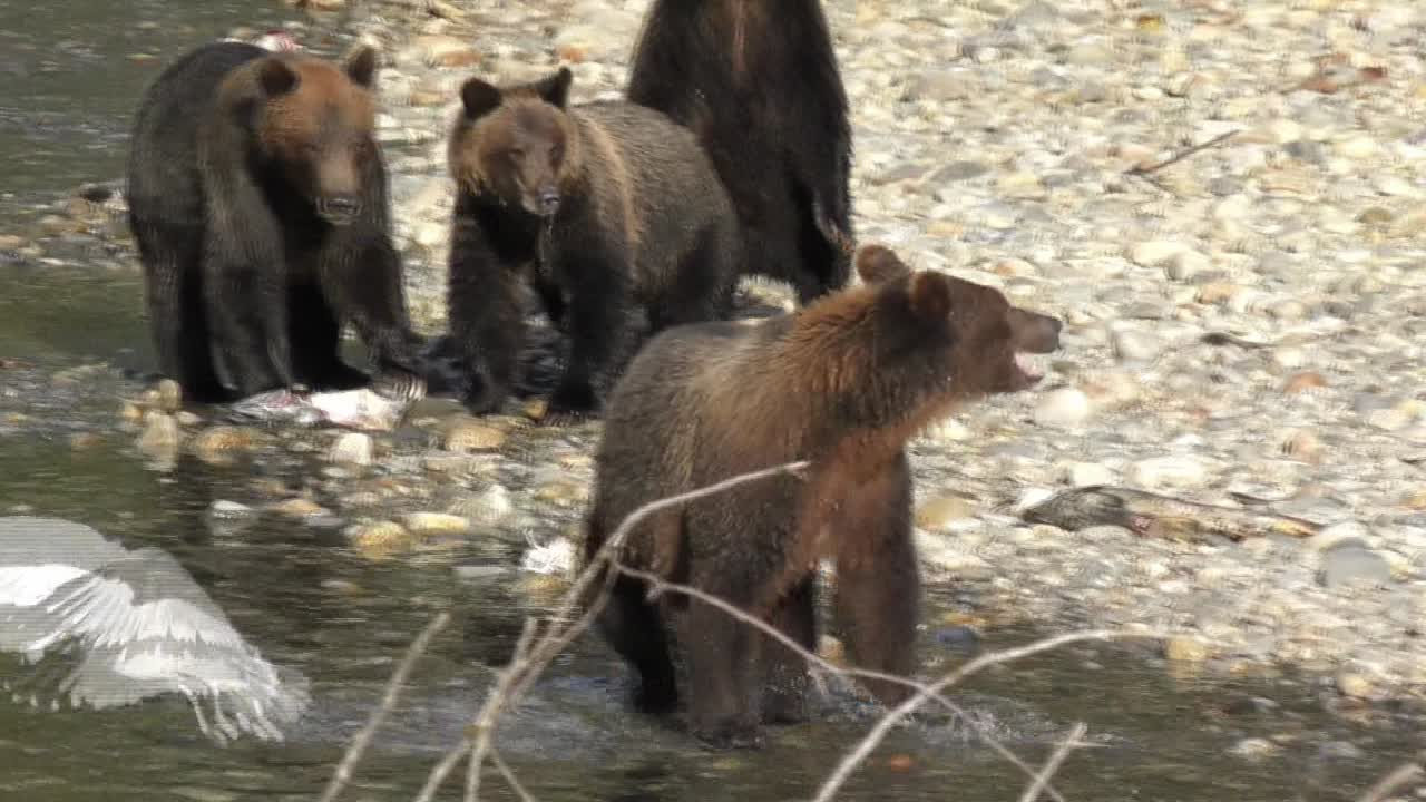Wild bears eating salmon and hear something