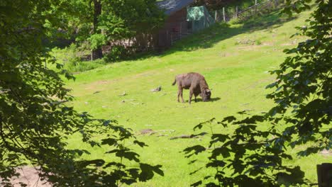 A bison peacefully grazes on lush green grass in a wildpark in Saarbrucken, Germany. The animal enjoys a tranquil environment under dappled sunlight filtering through trees.
