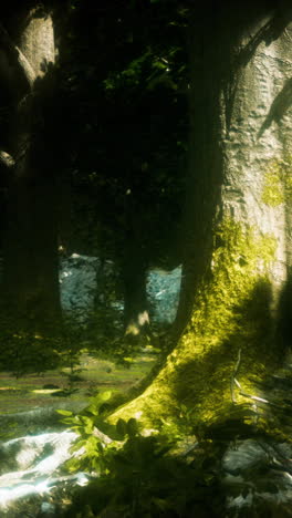 raíces de árboles y sol en un bosque verde