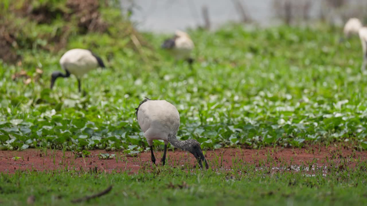 Ibis sacro africano alla ricerca di cibo sulla riva fangosa del lago con vegetazione palustre verde al Lago Naivasha, Kenya