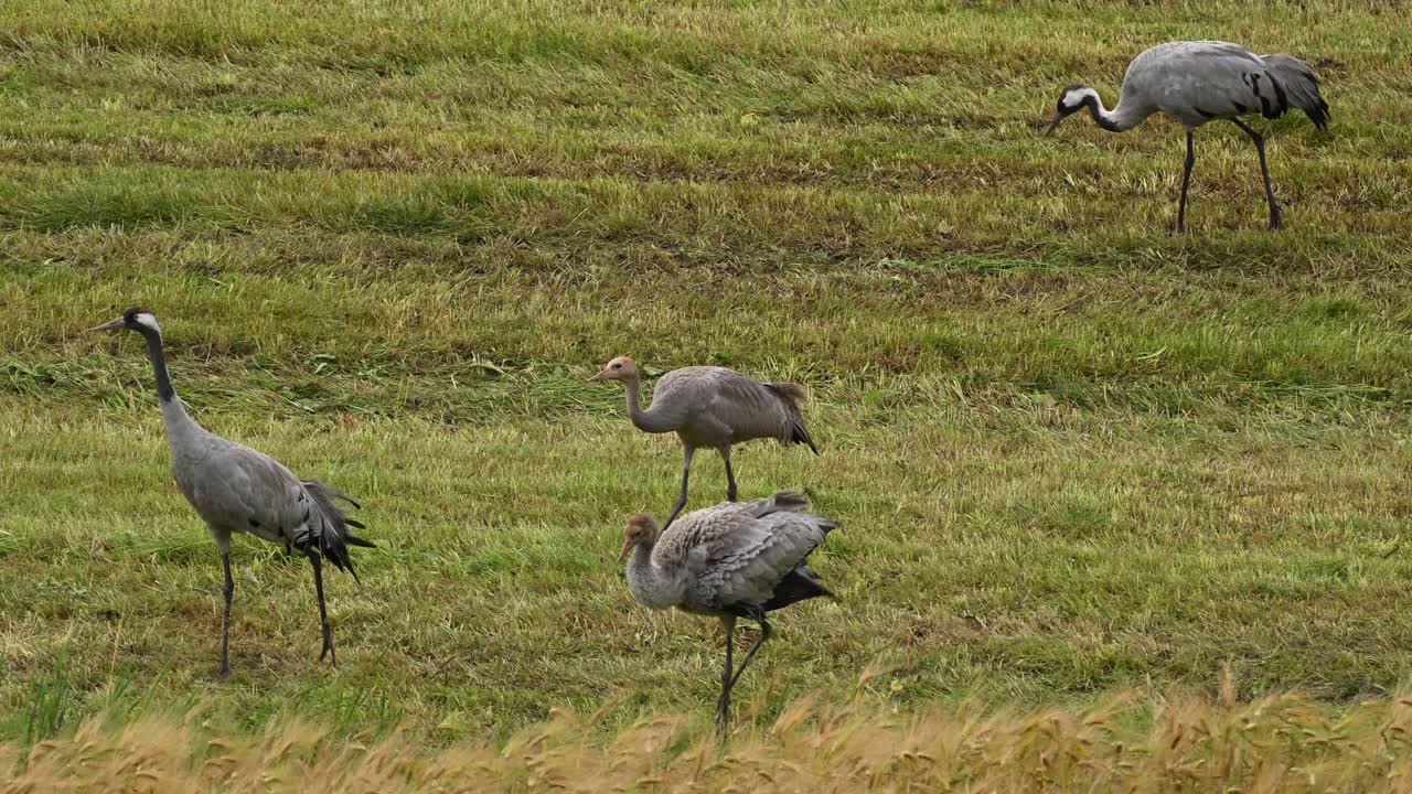 Two adult and two young cranes walk left as wind blows through feathers and grass, handheld pan