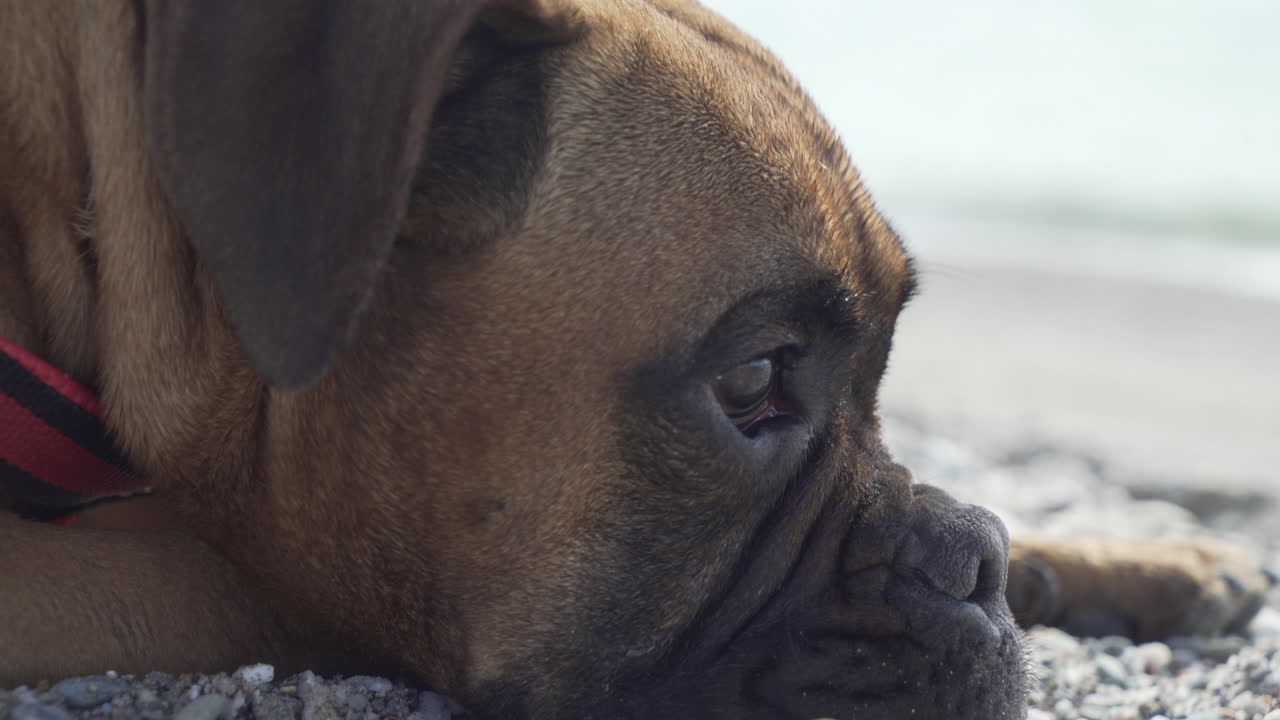 boxer dog head, lying in the beach