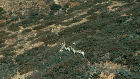 Aerial-view-of-Blue-Sheep-Himalayan-goat-at-Manang-Nepal-grazing-on-green-land-of-Annapurna-region-filled-with-grasses