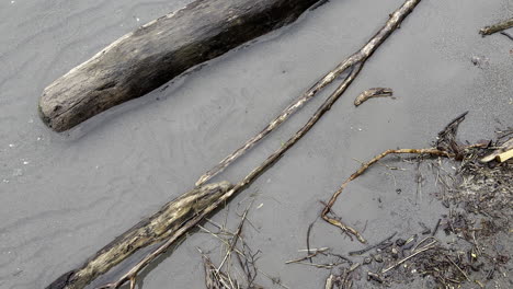 closeup of dried wood and twigs submerged in muddy shore of walensee lake