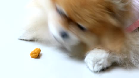 hungry pomeranian dog eating food or snack for dog