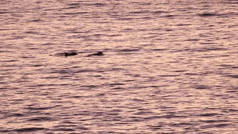 Vista-Aérea-De-Cerca-De-Delfines-Nadando-Cerca-De-La-Playa-De-Cascais,-Sus-Cuerpos-Plateados-Brillando-Al-Sol-Mientras-Saltan-Juguetonamente-A-Través-De-Las-Aguas-Claras