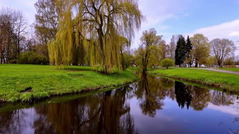 willow tree with mirrored reflections on lake water at victory park in riga, latvia during spring