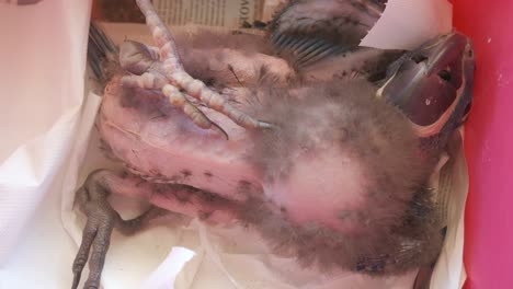 primer plano del vientre sin plumas de un loro guacamayo jacinto bebé en cautiverio