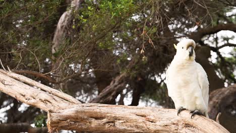 a cockatoo sits on a tree branch