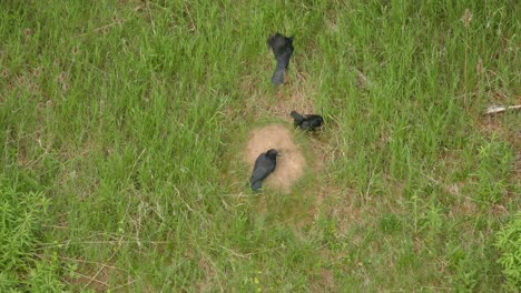 tres cuervos cazando hormigas dejándolas arrastrarse sobre sus alas
