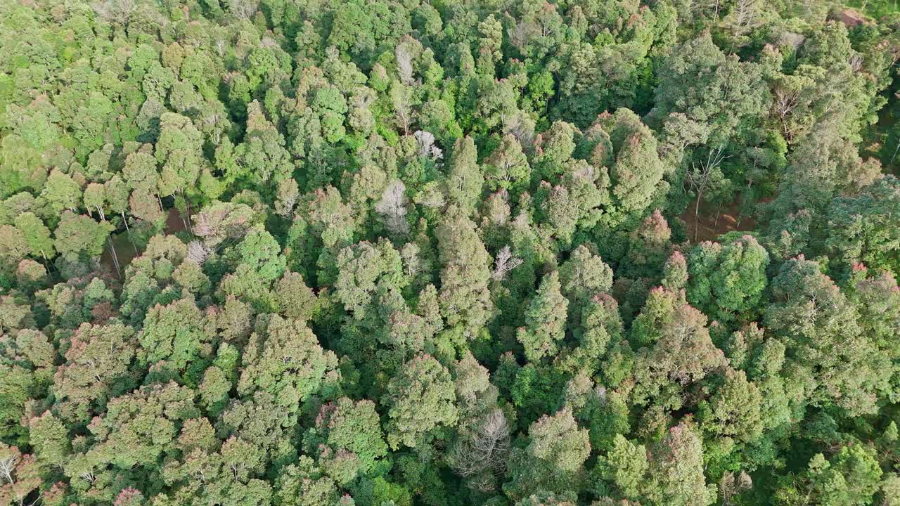 Bird eye view of tropical rainforest in sunny morning. 4K aerial drone shot of mix forest.