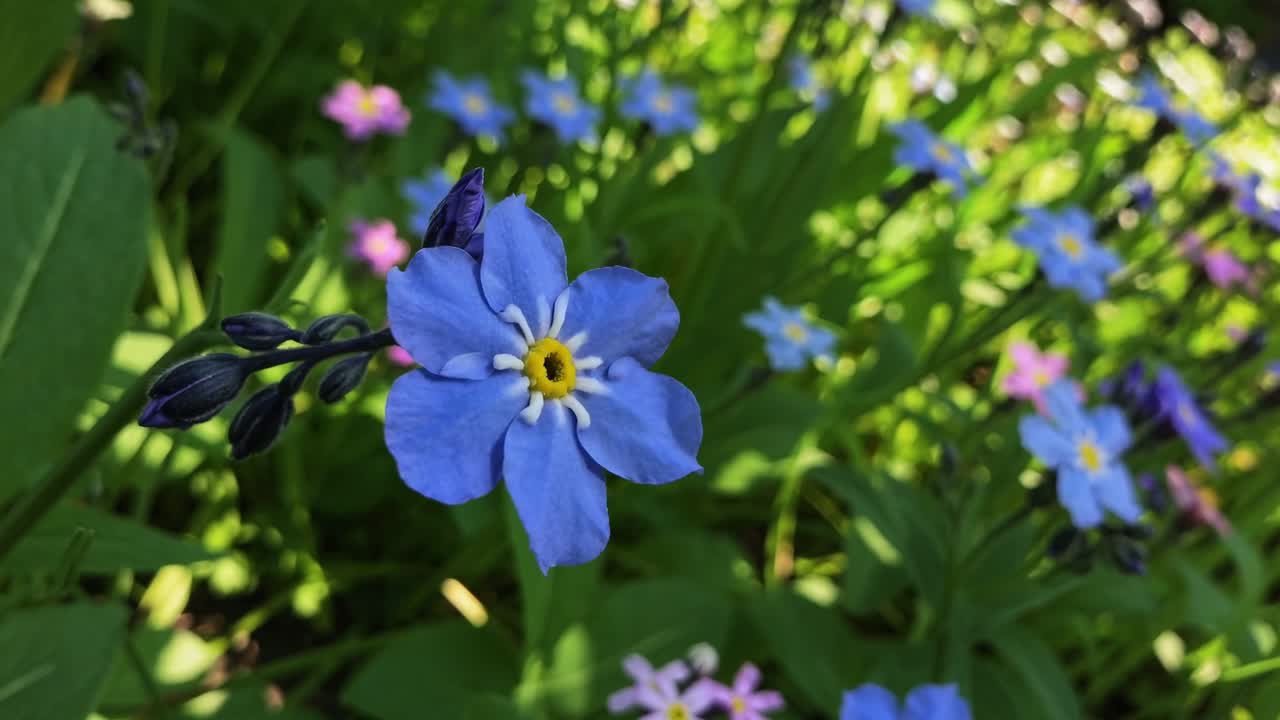Ângulo de vídeo em close-up de flores azuis vibrantes em um jardim exuberante, capturando a beleza natural e cores vívidas