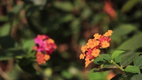 close up of several lantana flowers plants