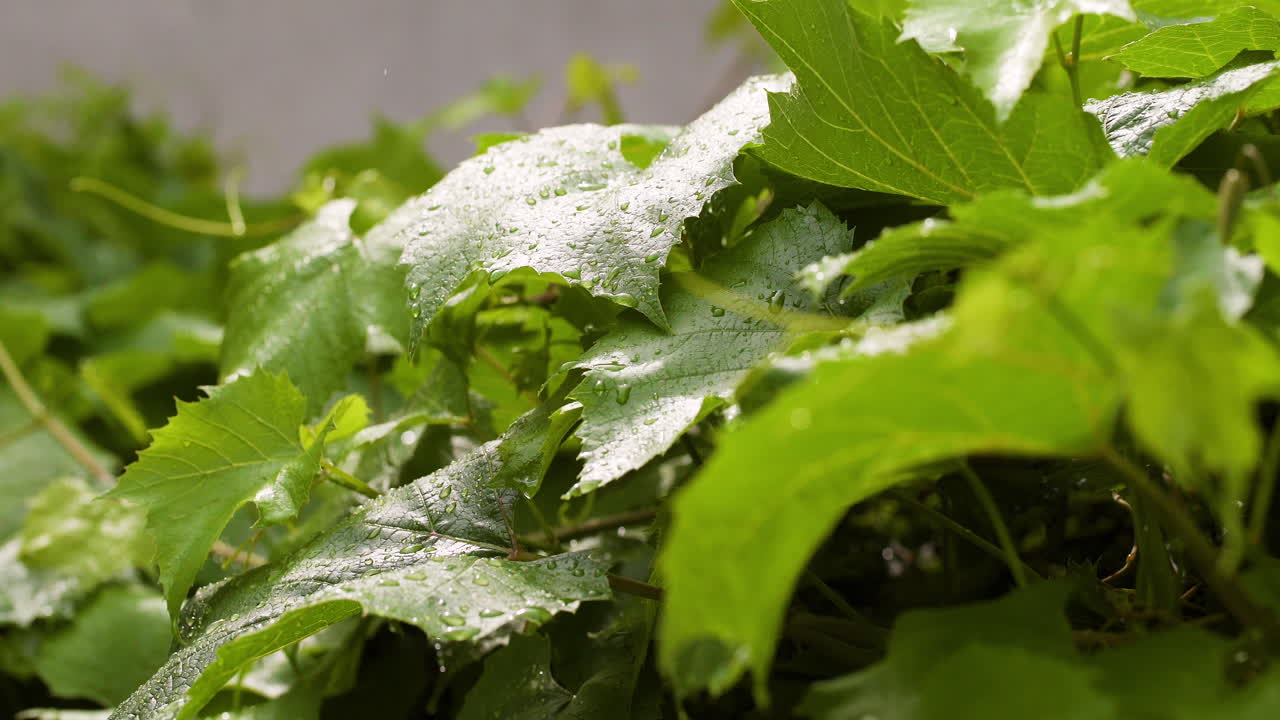 el rocío matinal de la naturaleza