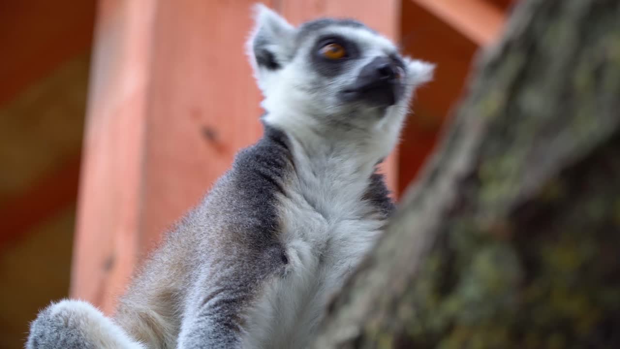 Primo piano di un lemure dalla coda ad anelli con occhi gialli e coda a strisce appoggiato sul ramo di un albero nel recinto di uno zoo, che mette in mostra la sua pelliccia grigia e il ventre bianco in un contesto di tutela