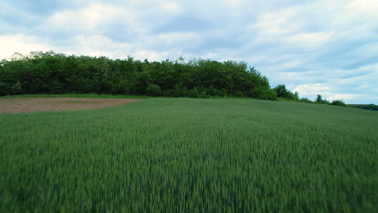 vista aérea sobre campo de trigo. verano