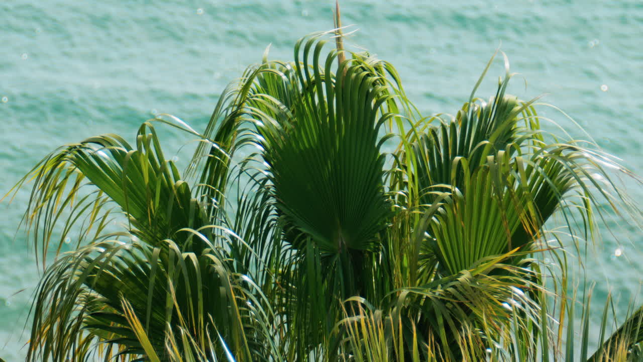 Palm tree branches moving in the wind above the sea on a sunny day