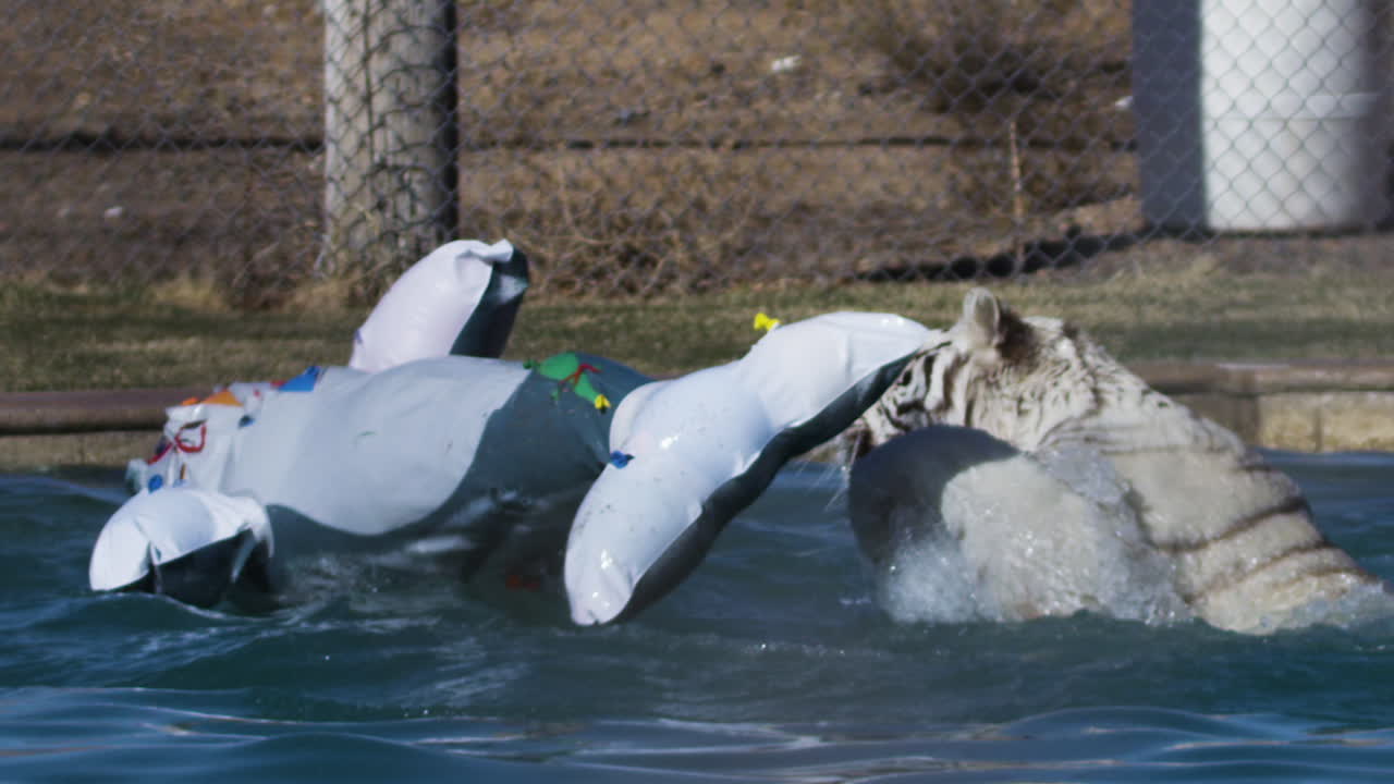 White tiger playing in a pool with an inflatable toy
