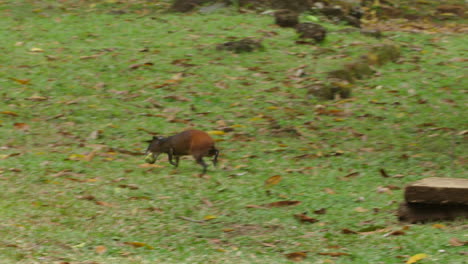 wild agouti holding some food in his mouth. french guiana