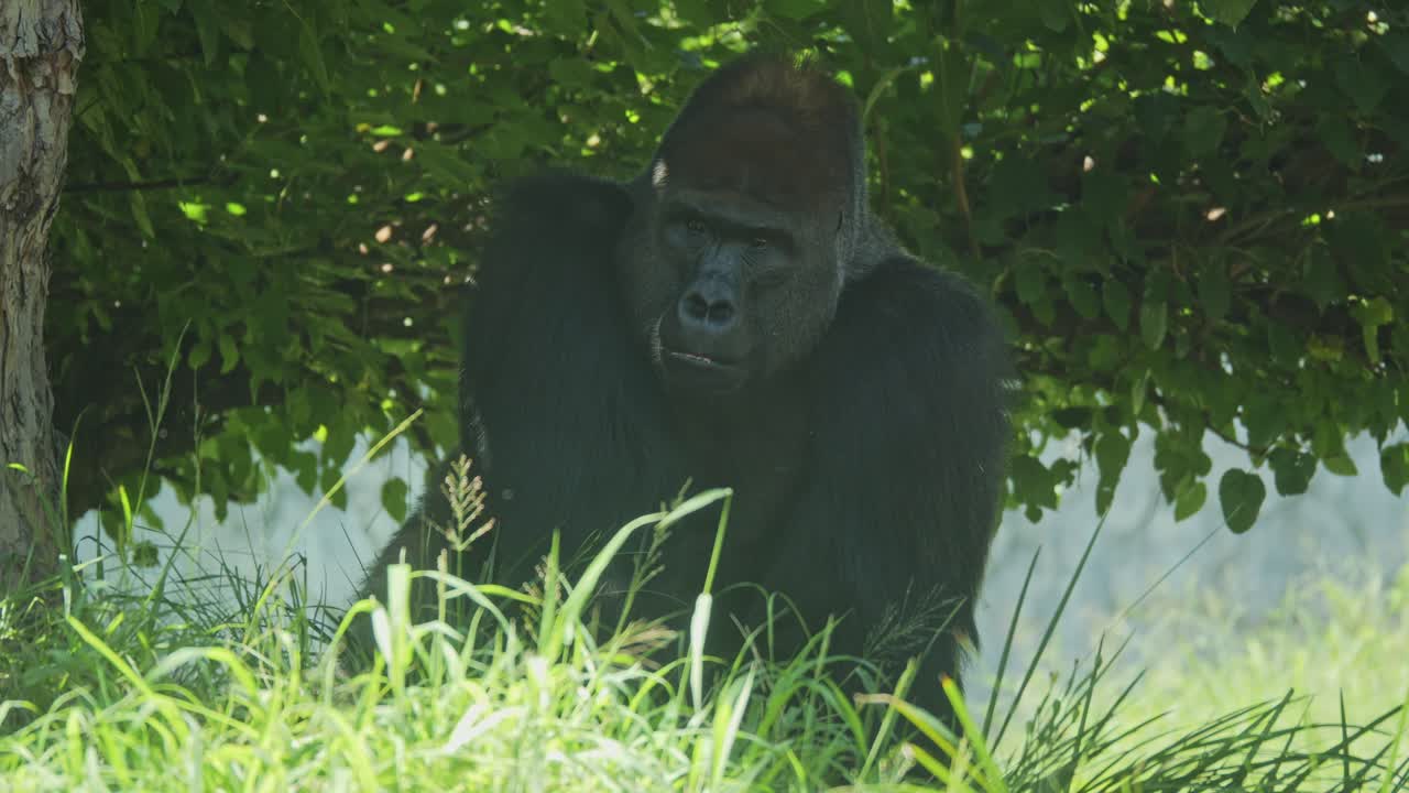 En vestlig lavlandsgorilla i naturlige omgivelser
