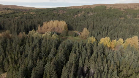 bosque otoñal de coníferas en un día soleado con cabaña escondida