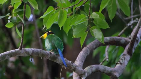 Flapping-its-tail-as-it-looks-around-from-its-perch,-a-Long-tailed-Broadbill-Psarisomus-dalhousiae-is-on-top-of-a-tree-in-a-national-park-in-Thailand