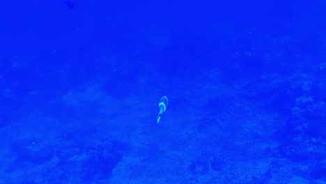 undersea shot of beautiful short-nosed unicornfish swimming peacefully, bali, indonesia