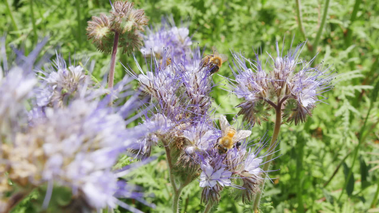 macro primer plano de un grupo de abejas aterrizando y reuniéndose en una hermosa flor azul recolectando néctar y polen producciones de miel dulce