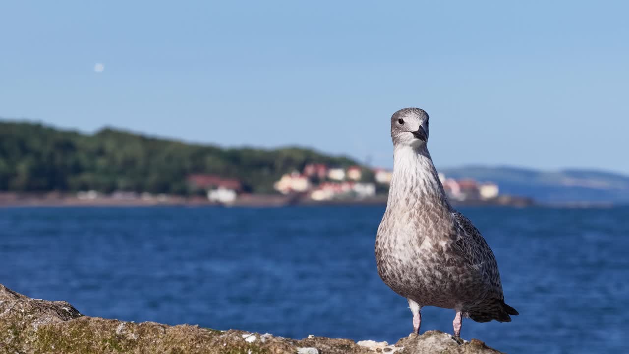 Mavi okyanuslu kayalık kıyı şeridinde duran martı, uzakta bir köy ve gün ışığı, statik kamera