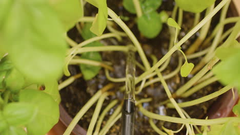 close up view of a guy giving water to a little basil plant at home