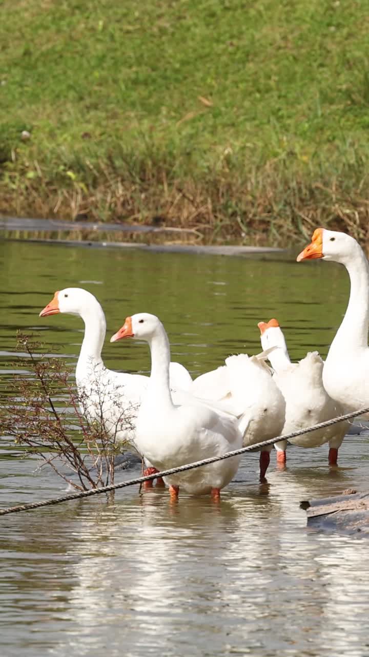 gansos congregándose y moviéndose cerca del agua.