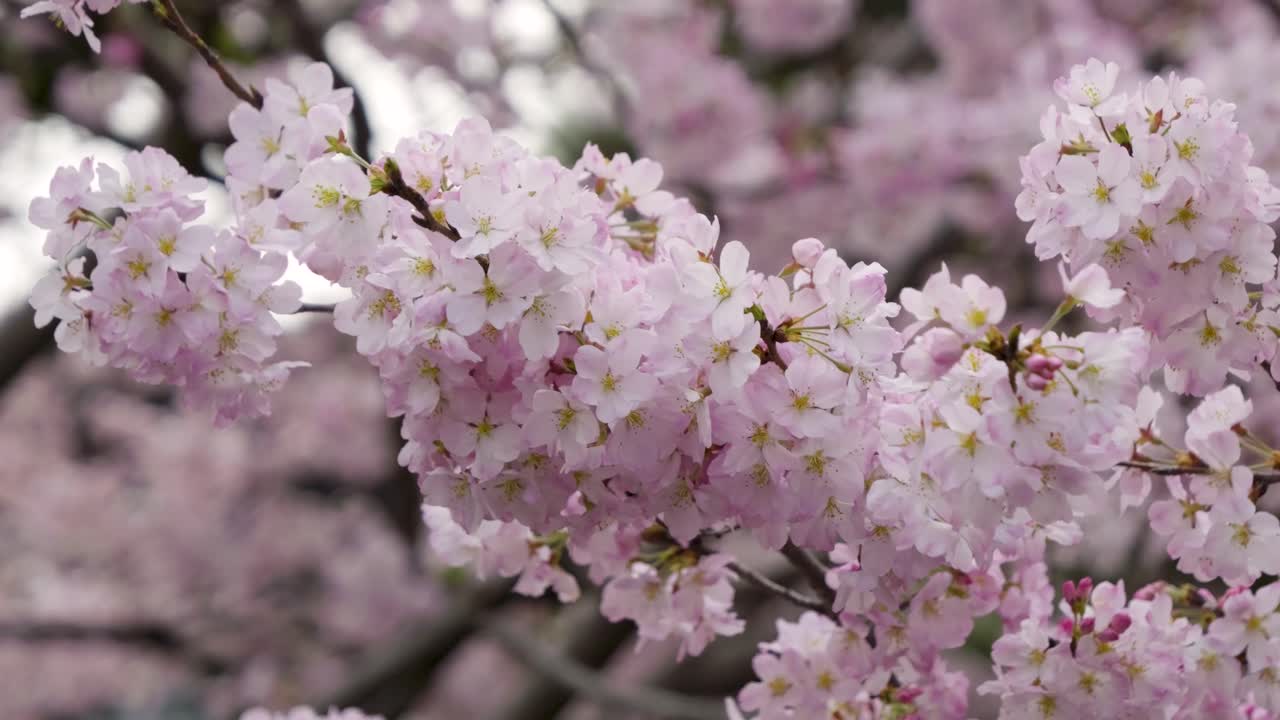 Incredible full blooming Yoshino cherry blossoms, close up slider