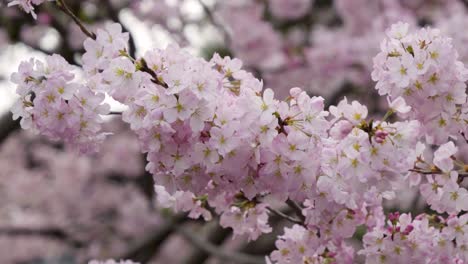incredible full blooming yoshino cherry blossoms, close up slider