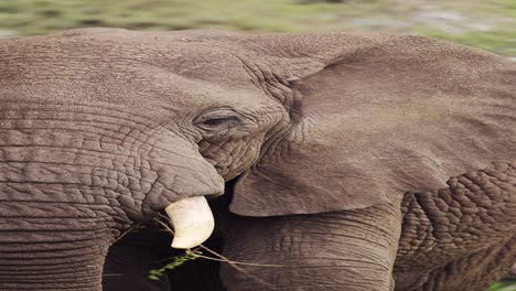african elephant eating close up in africa, vertical animal video for social media, instagram reels and tiktok of elephants feeding in tanzania in serengeti national park