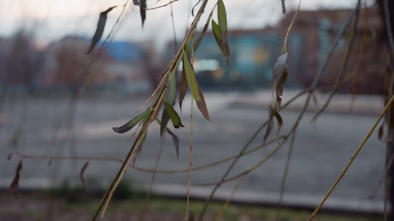 Close up view of thin winter branch with a few green and brown leaves gently hanging, soft background of empty park with pavement and trees evokes calmness and seasonal transition