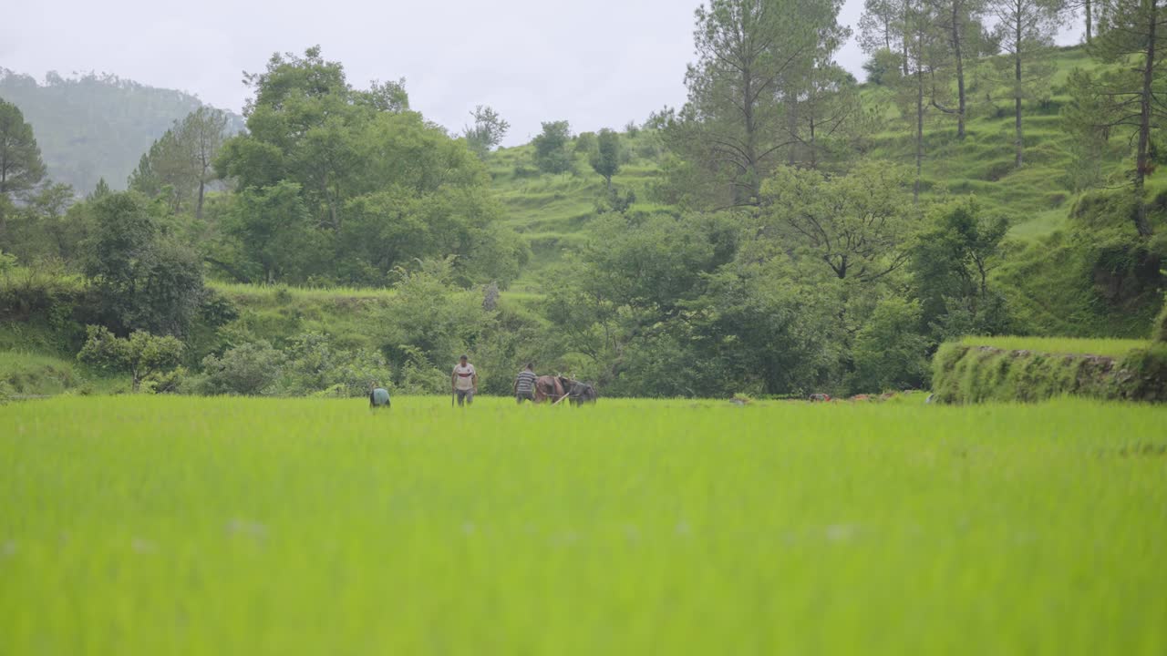 Minimal long shot of Indian farmers ploughing muddy agricultural fields during monsoon season, peaceful rural landscape, 4k video
