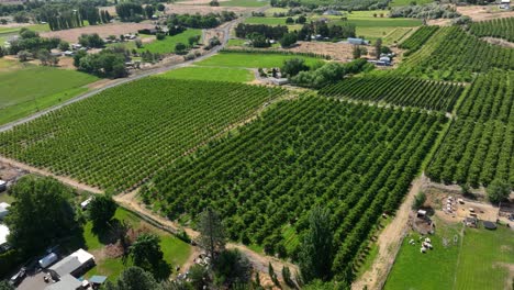 Toma-De-Drone-De-Un-Viñedo-En-El-Este-De-Washington