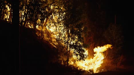incendio forestal en la noche