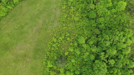 aerial view of green forest in summer