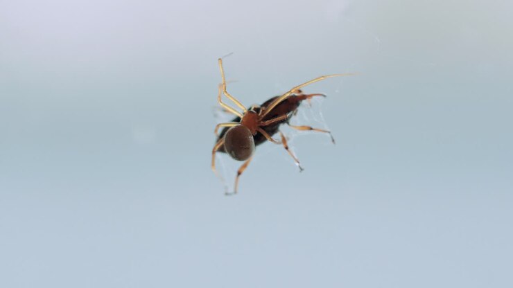 Inquadratura media di un comune ragno domestico che tesse attivamente la seta per avvolgere una cimice verde intrappolata nella sua ragnatela. Vista dettagliata del comportamento predatorio e della lotta degli insetti vicino a una finestra