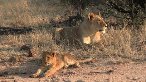 sleepy cub and lioness in african grasslands